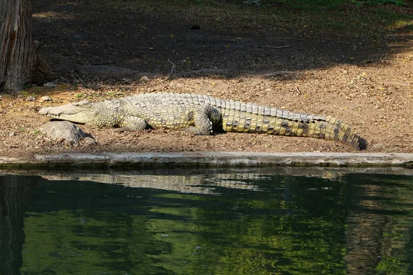 Timsah güneşin tadını çıkarıyor. 