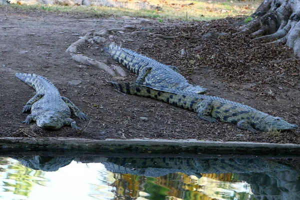 Timsah güneşin tadını çıkarıyor. 