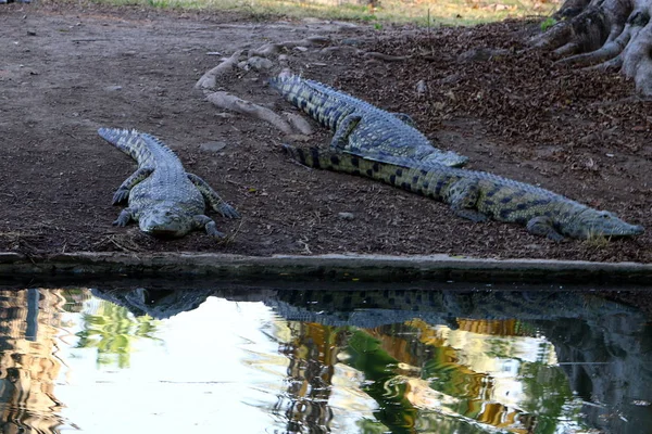Timsah güneşin tadını çıkarıyor. 
