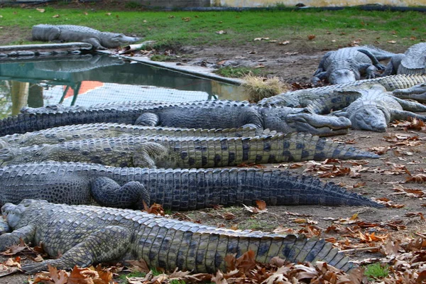 Krokodil koesterend in de zon — Stockfoto