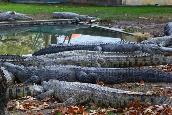 Timsah güneşin tadını çıkarıyor. 
