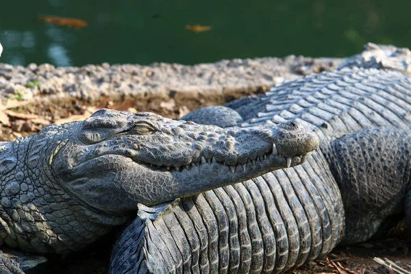 Crocodilo se aquecendo ao sol — Fotografia de Stock