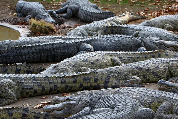 Timsah güneşin tadını çıkarıyor. 