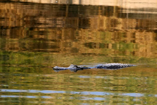 Crocodile se prélassant au soleil — Photo