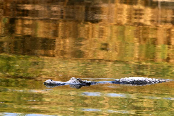 Krokodil sonnt sich in der Sonne — Stockfoto