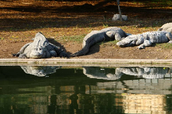 Crocodile se prélassant au soleil — Photo