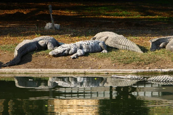 Crocodile basking in the sun — Stock Photo, Image