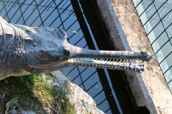 Krokodil koesterend in de zon — Stockfoto