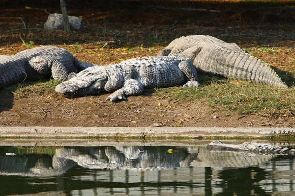 Crocodile basking in the sun — Stock Photo, Image