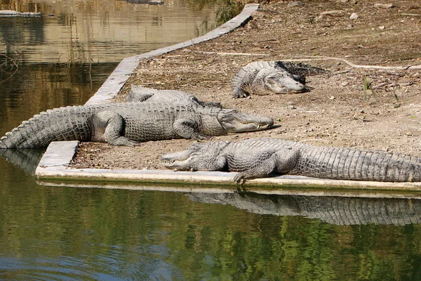 Crocodilo se aquecendo ao sol — Fotografia de Stock