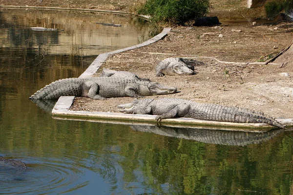 Crocodile se prélassant au soleil — Photo