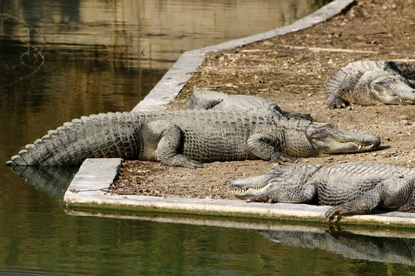 Krokodil koesterend in de zon — Stockfoto