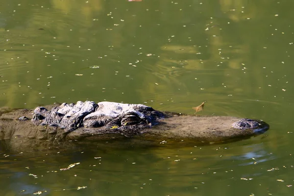 Krokodil sütkérezik a napon — Stock Fotó