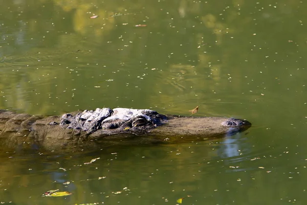 Krokodil koesterend in de zon — Stockfoto