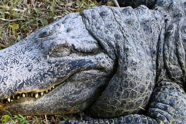 Crocodilo se aquecendo ao sol — Fotografia de Stock