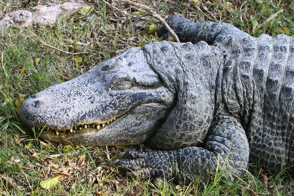 Crocodilo se aquecendo ao sol — Fotografia de Stock