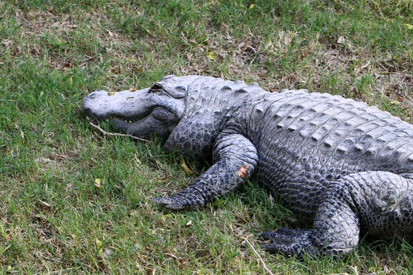 Krokodil koesterend in de zon — Stockfoto