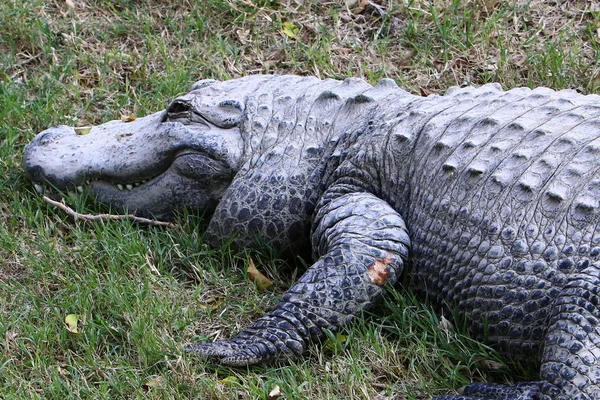 Krokodil koesterend in de zon — Stockfoto