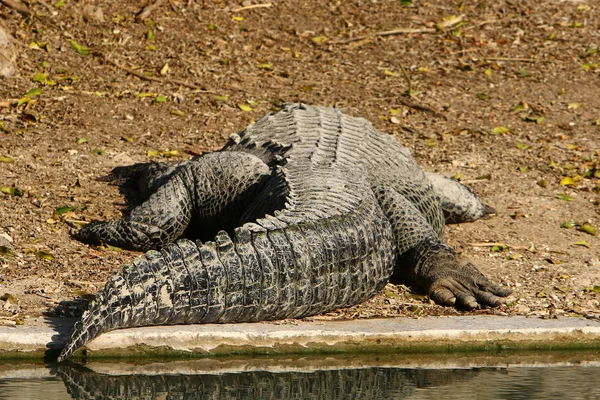 Krokodil sütkérezik a napon — Stock Fotó