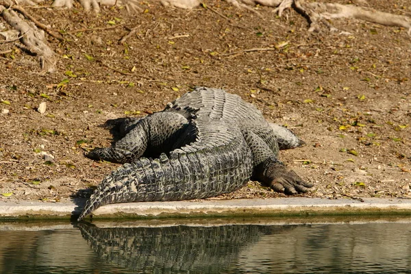 Krokodil sütkérezik a napon — Stock Fotó