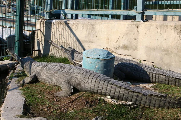 Krokodil sütkérezik a napon — Stock Fotó