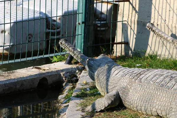 Krokodil koesterend in de zon — Stockfoto