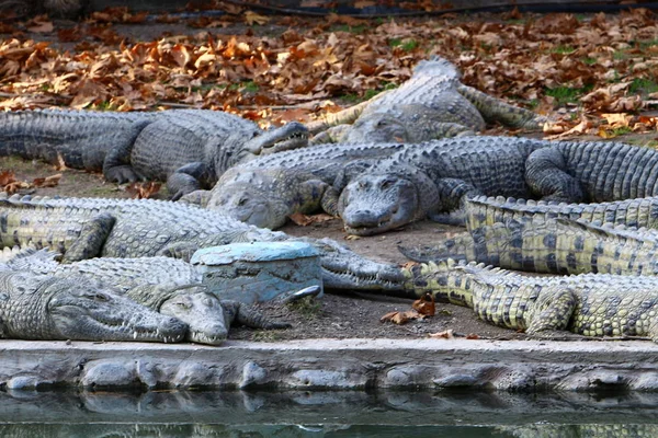 Crocodilo se aquecendo ao sol — Fotografia de Stock