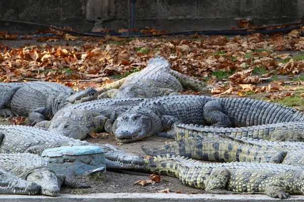 Timsah güneşin tadını çıkarıyor. 