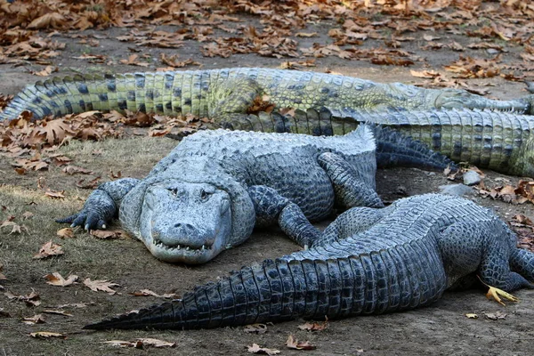 Krokodil koesterend in de zon — Stockfoto