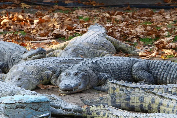 Timsah güneşin tadını çıkarıyor. 