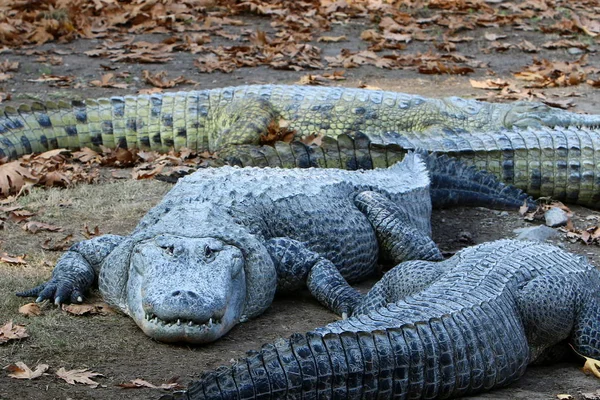 Крокодил греется на солнце — стоковое фото