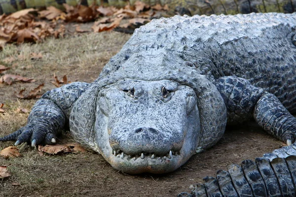 Krokodil sola i solen — Stockfoto