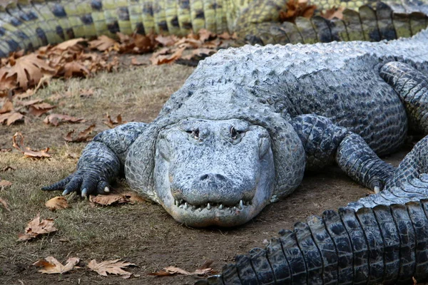 Krokodil koesterend in de zon — Stockfoto