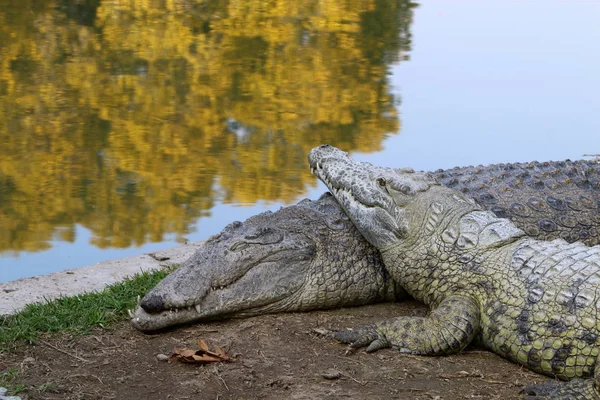 Krokodil sola i solen — Stockfoto