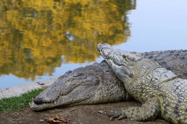 Crocodile basking in the sun — Stock Photo, Image