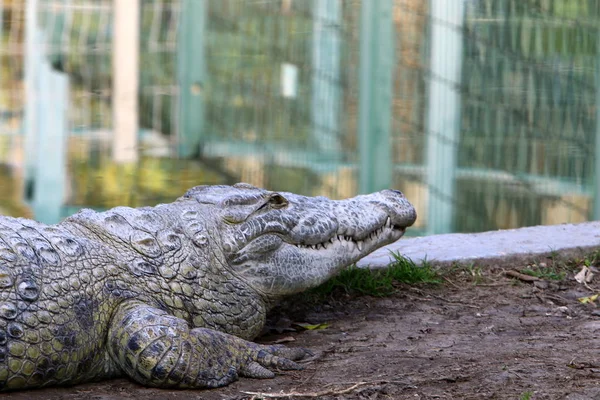 Krokodil sonnt sich in der Sonne — Stockfoto