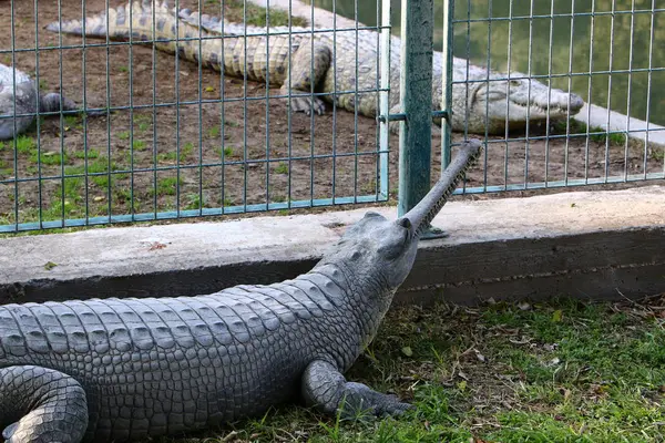 Krokodyl pławiący się w słońcu — Zdjęcie stockowe
