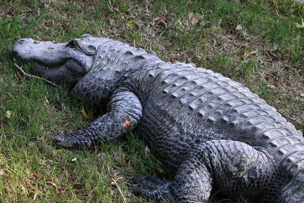 Crocodilo se aquecendo ao sol — Fotografia de Stock