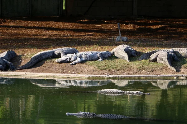 Krokodil sonnt sich in der Sonne — Stockfoto
