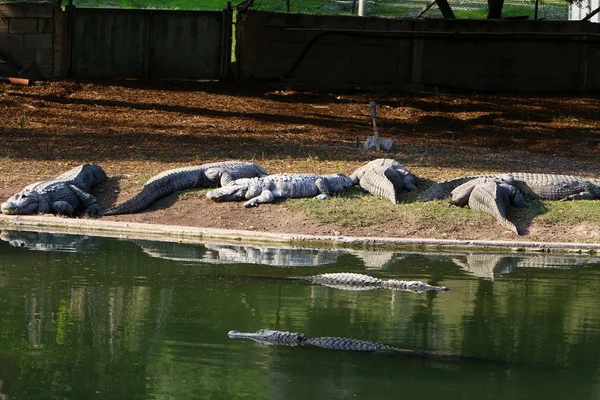 Timsah güneşin tadını çıkarıyor. 