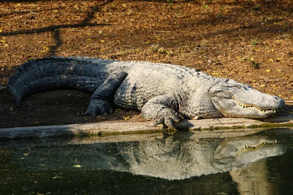 Timsah güneşin tadını çıkarıyor. 
