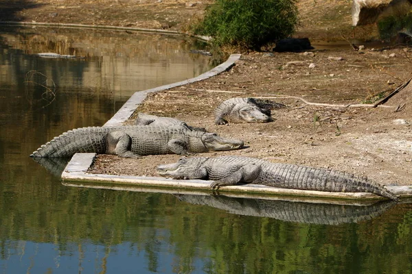 Krokodil koesterend in de zon — Stockfoto