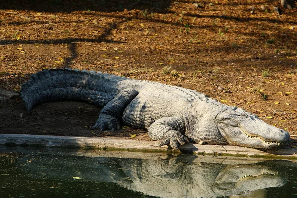 Timsah güneşin tadını çıkarıyor. 