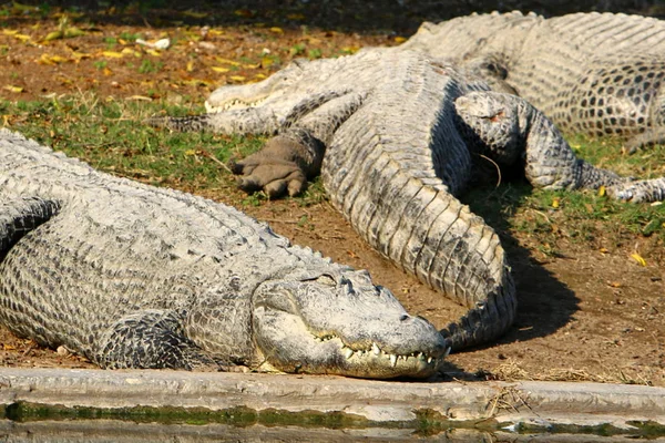 Crocodile basking in the sun — Stock Photo, Image