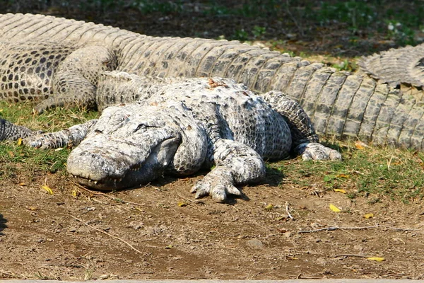 Crocodile basking in the sun — Stock Photo, Image