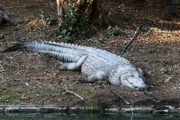 Krokodil koesterend in de zon — Stockfoto