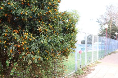 Çitin her zaman bir sınırdır 