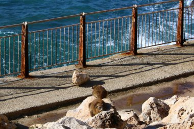 Çitin her zaman bir sınırdır 