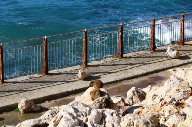 Çitin her zaman bir sınırdır 