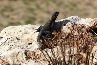 Kertenkele güneşte güneşleniyor 